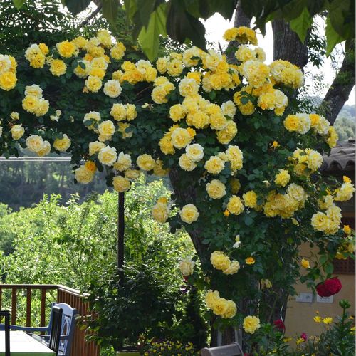 Galben pal - Trandafir copac cu trunchi înalt - cu flori teahibrid - coroană curgătoare
